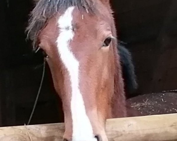 broodmare Polarose (Tuigpaarden, 2020, from Lanto HBC)