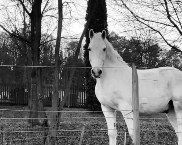 horse Amor (Connemara Pony, 2013)