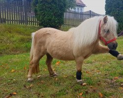 Pferd Cinderella (Shetland Pony (unter 87 cm), 2014, von Carlos van de Laarhoeve)