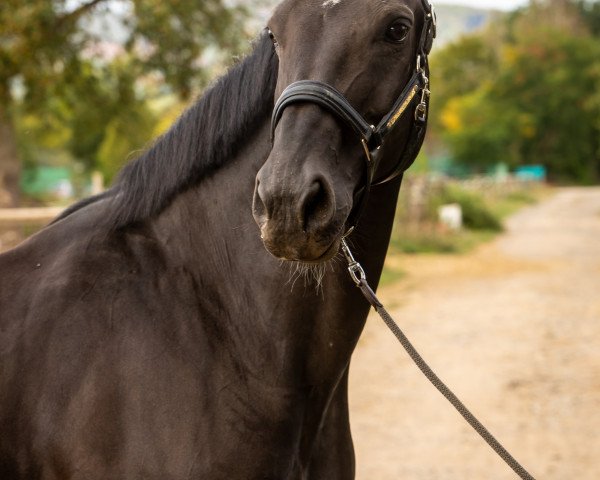 broodmare Dorka B (German Sport Horse, 2007, from Depardieu)