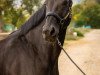 broodmare Dorka B (German Sport Horse, 2007, from Depardieu)