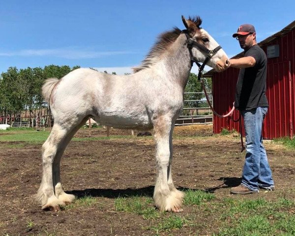 horse Wildwood HM Snowflake (Clydesdale, 2020, from 2S Above's Highland Hallmark)