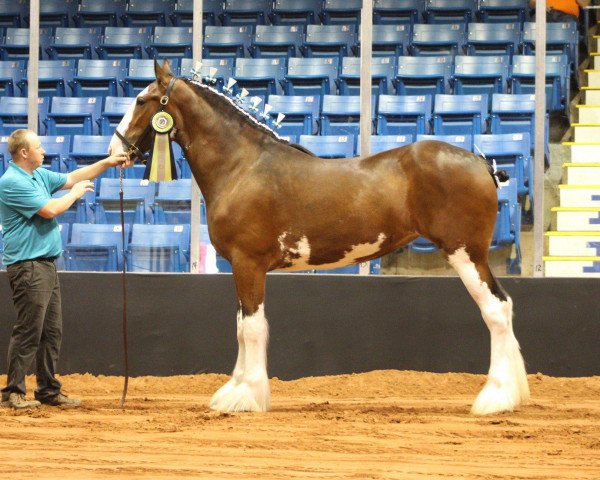 Pferd Wildwood HM Rio (Clydesdale, 2016, von 2S Above's Highland Hallmark)