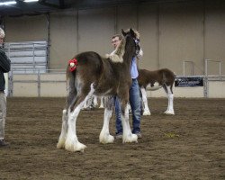 horse Wildwood HM Princess Peach (Clydesdale, 2017, from 2S Above's Highland Hallmark)