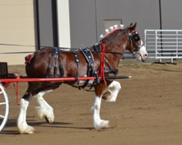 broodmare Wildwood Majestic Flicka (Clydesdale, 2012, from Wildwood Cooperstown)