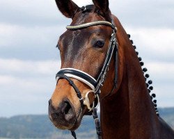 broodmare Fusion Festival (Hanoverian, 2012, from Fürst Romancier)