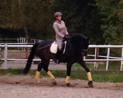 dressage horse Pik Desir (Oldenburg, 2003, from Pik Noir)