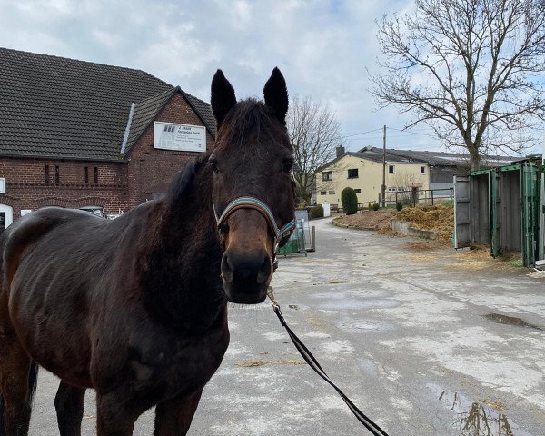 horse Nunzio xx (Thoroughbred, 2004, from Eden Rock xx)