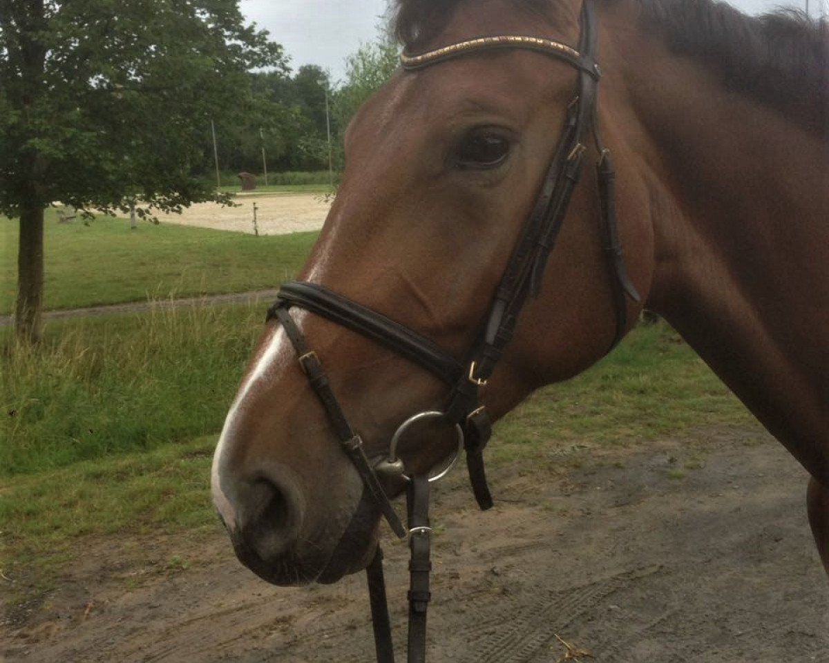 Springpferd Ramba Zamba 23 (Westfale, 2013, von Rock Forever NRW)