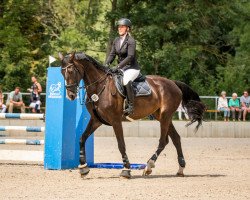 jumper Cassita 21 (German Sport Horse, 2010, from Cassito)