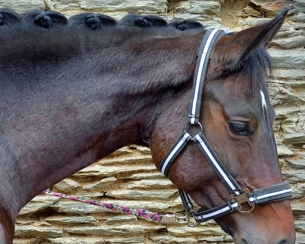 Pferd Quismah (Deutsches Sportpferd, 2014, von Quick Decision S)