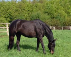 dressage horse Kalina 37 (Trakehner, 2008, from Impetus)