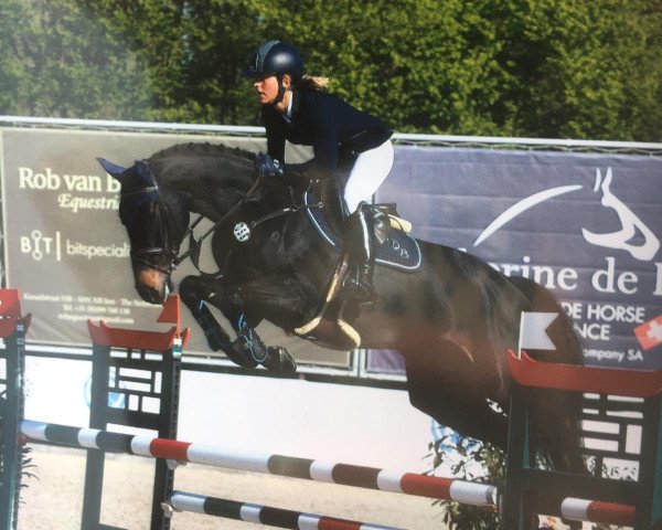 jumper Crazy Coconut (Oldenburg show jumper, 2013, from Contendro I)