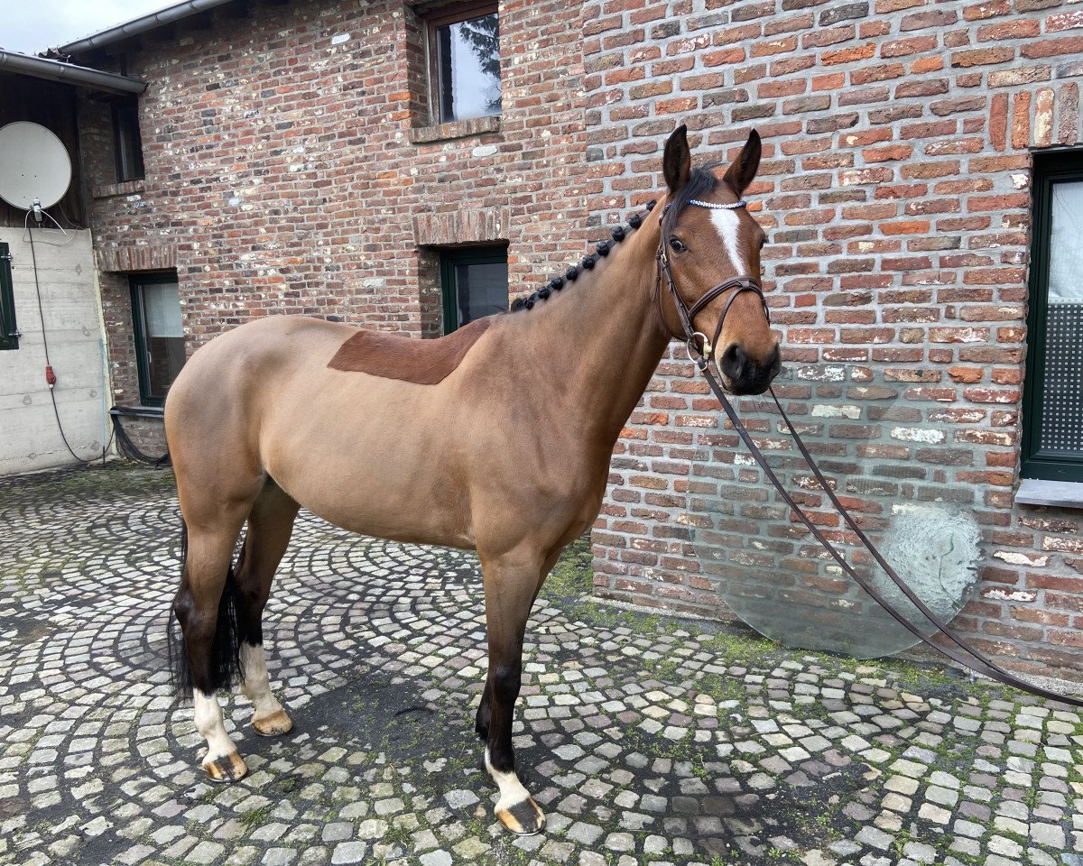 Springpferd Comme une fleur (Westfale, 2014, von Comme il Faut)