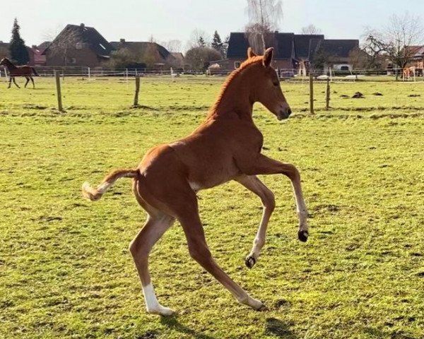 dressage horse Valentain (Hanoverian, 2021, from Von und Zu)