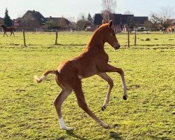 dressage horse Valentain (Hanoverian, 2021, from Von und Zu)