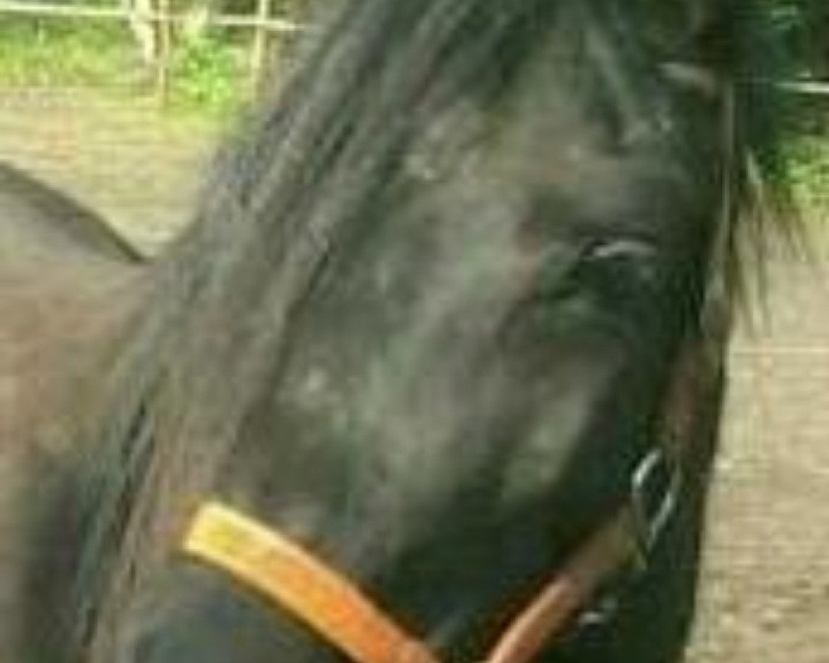 horse Bint Jamilla (Arabian purebred, 2009, from El Aszud 1991 ox)