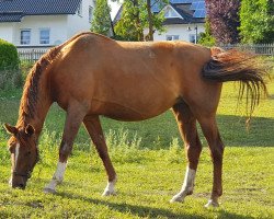 broodmare Brigitte Bardot 2 (Hanoverian, 2010, from Bequia)