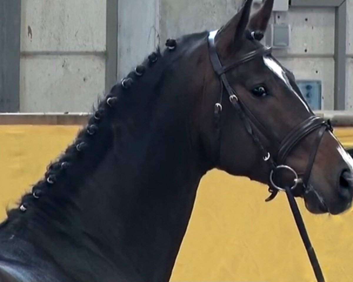 stallion Toumba (Mecklenburg, 2011, from Toulouse)