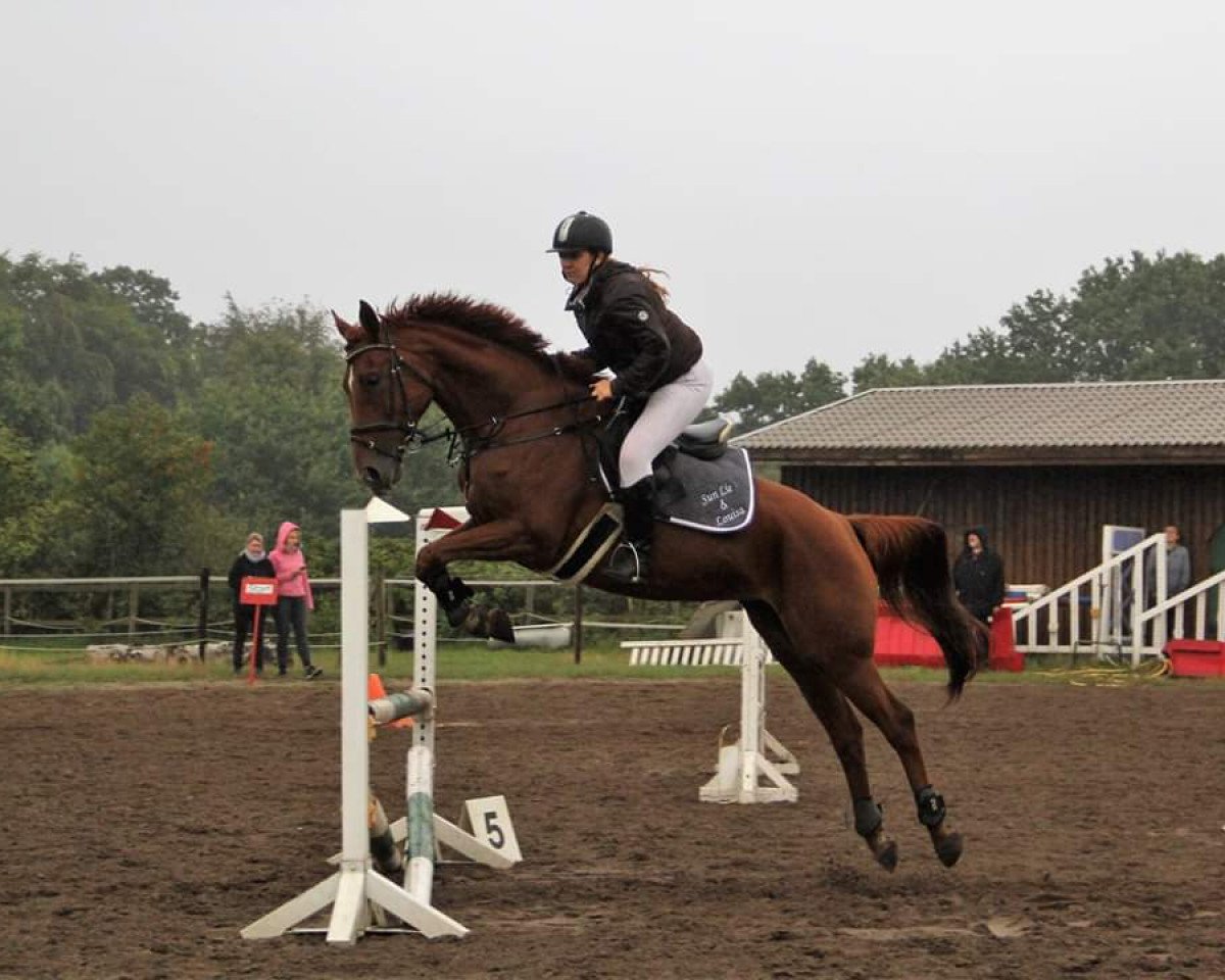 jumper Sun Lie (Hanoverian, 2012, from Stolzenberg)