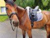 dressage horse First Mufasa (Hanoverian, 2015, from Fürst Nymphenburg)