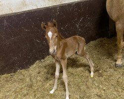 dressage horse Chester noble M (Westphalian, 2021, from Coer Noble)