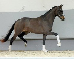 dressage horse Zuckerfee (Westphalian, 2018, from Zoom)