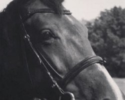 broodmare Dolce Vita 79 (Westphalian, 1995, from Dinard L)