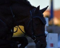 jumper Meister Eder 5 (Hanoverian, 2009, from Embassy I)