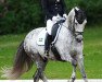 dressage horse Bomgaardens Dicaprio (Danish Reitpony, 2007, from FS Don't Worry)