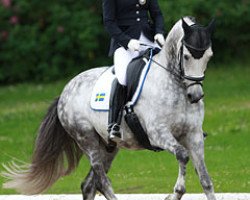 Dressurpferd Bomgaardens Dicaprio (Dänisches Reitpony, 2007, von FS Don't Worry)