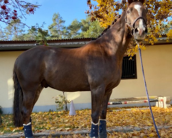 dressage horse Special Agent 6 (German Warmblood, 2006, from Standing Ovation)