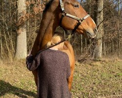 jumper Ce Sera (Bayer, 2010, from Casiro I)