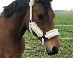 broodmare Maxima (Hanoverian, 2002, from Metternich)