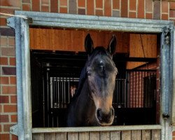 dressage horse Djuberry (Westphalian, 2011, from Delamanga)