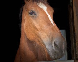 horse Quäntchen Glück (Hanoverian,  )