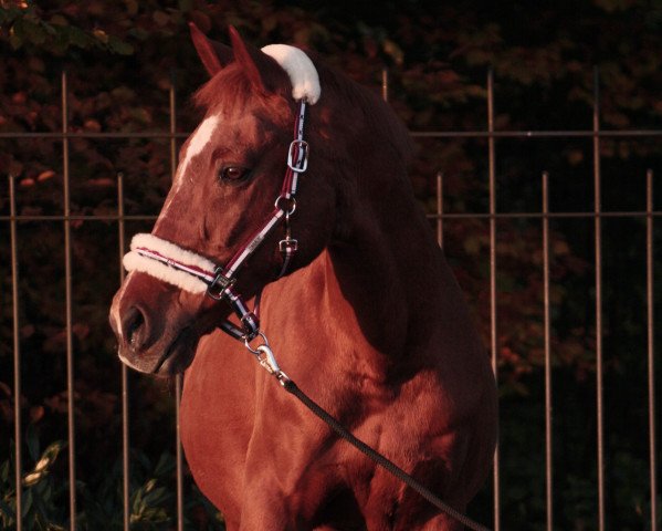 Pferd Rusty 76 (unbekannt, 1991)
