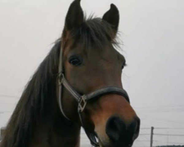 jumper Coolbie (German Sport Horse, 2013, from Castino 4)