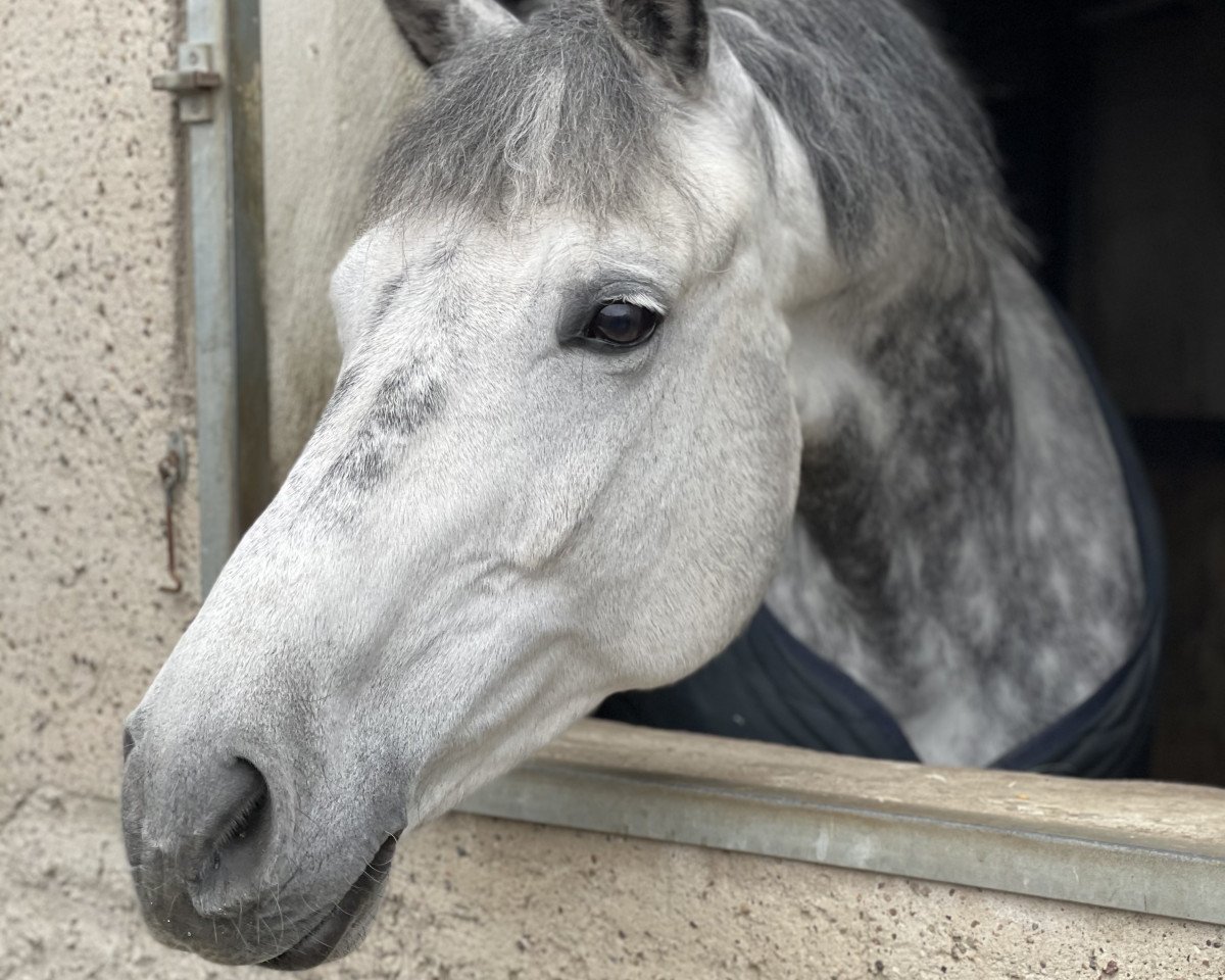 Springpferd Florantin (KWPN (Niederländisches Warmblut), 2010, von Quaprice Z)