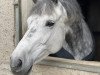 jumper Florantin (KWPN (Royal Dutch Sporthorse), 2010, from Quaprice Z)