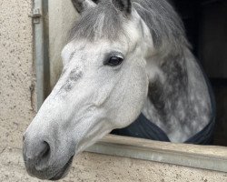 Springpferd Florantin (KWPN (Niederländisches Warmblut), 2010, von Quaprice Z)