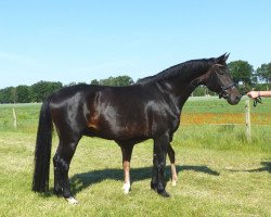 broodmare Disco Queen (Hanoverian, 2008, from Don Frederico)