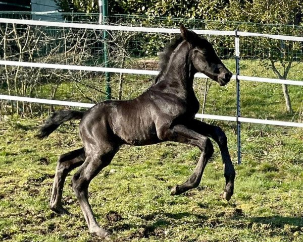 dressage horse Thor (Trakehner, 2021, from Tantalos)