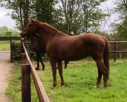 broodmare Wildblüte (Hanoverian, 2001, from Wolkentanz I)