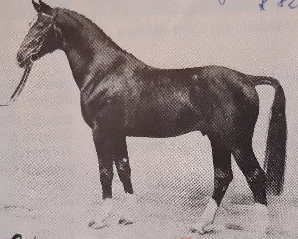 stallion Galvano (Hanoverian, 1982, from Grande)