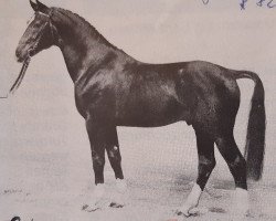 stallion Galvano (Hanoverian, 1982, from Grande)