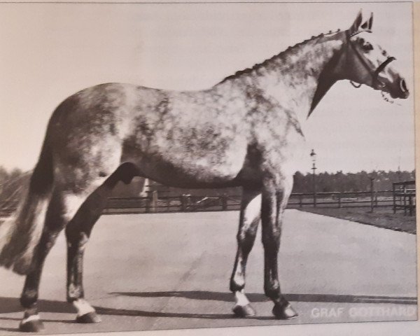 horse Graf Gotthard Z (Hanoverian, 1971, from Gotthard)