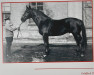 stallion Goldfisch II (Hanoverian, 1935, from Goldammer II 1185)