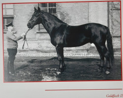 Deckhengst Goldfisch II (Hannoveraner, 1935, von Goldammer II 1185)