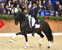 stallion Licotus (Oldenburg, 2000, from Likoto xx)